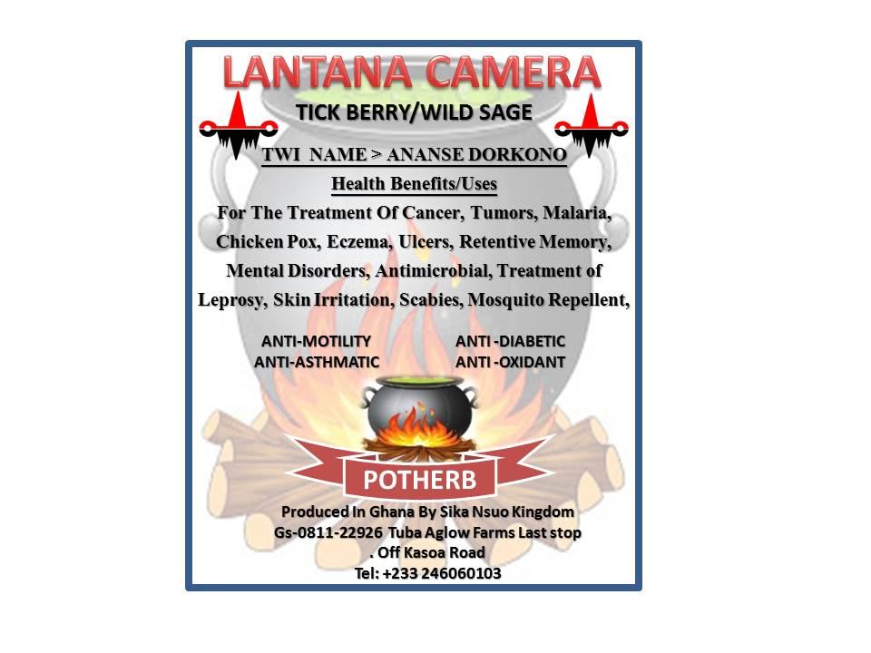 Lantana Camera (Tick berry / Wild sage) — Ananse Dorkono